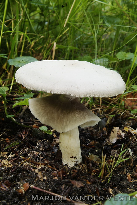 Karbolchampignon - Agaricus xanthoderma